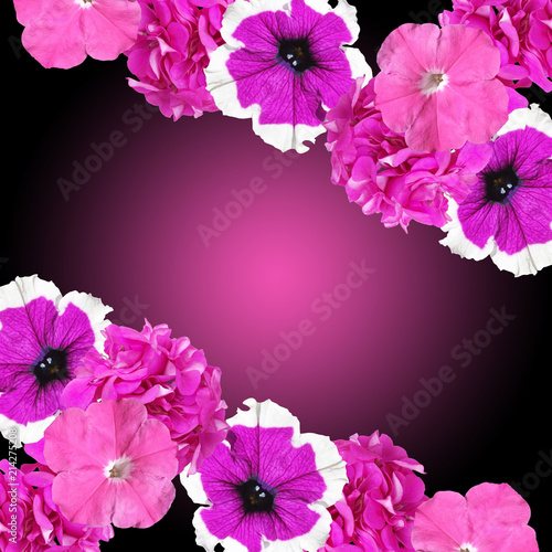 Fototapeta Naklejka Na Ścianę i Meble -  Beautiful floral background of petunias and pelargoniums 
