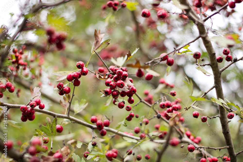 Ripe berries of hawthorn hang on branches
