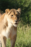 Female lion standing