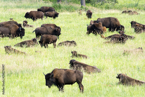 Bison Heard