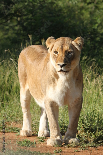 Female Lion standing