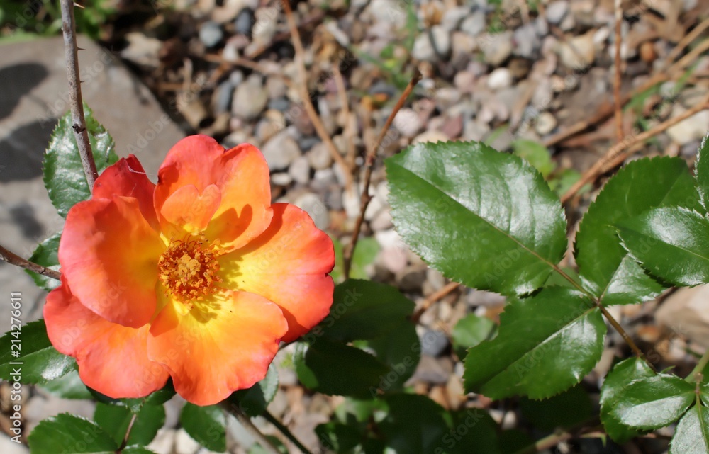 Obraz premium Play boy rose on bottom left with copy space on right