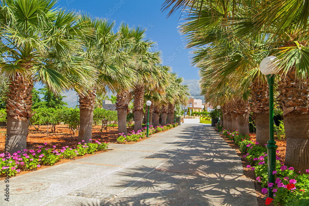 Fototapeta premium Mediterranean palm trees planted along the road