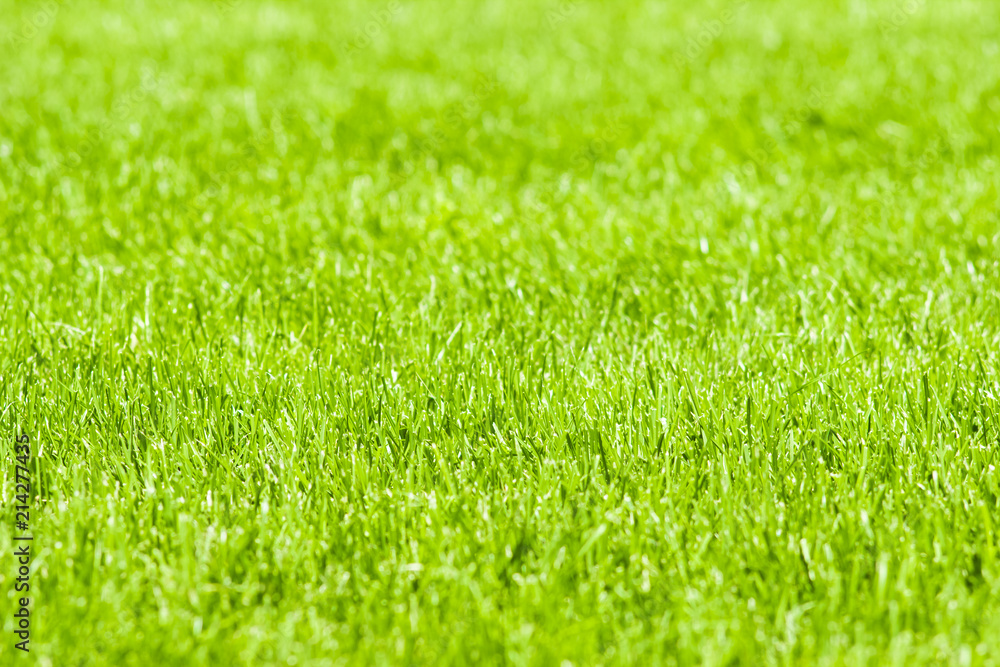 A green grassy lawn. Background.