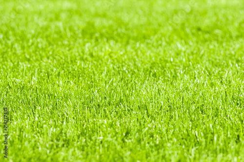 Wallpaper Mural A green grassy lawn. Background. Torontodigital.ca