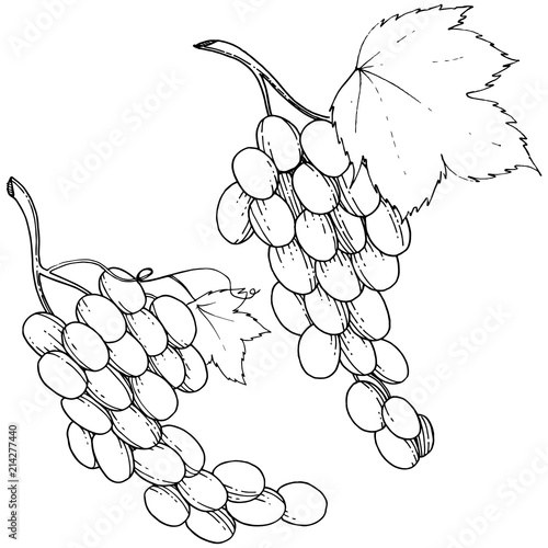 Grape healthy food in a vector style isolated. Full name of the fruit: grape. Vector wild fruit for background, texture, wrapper pattern or menu.