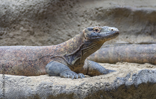 Komodo dragon in desert ambiance