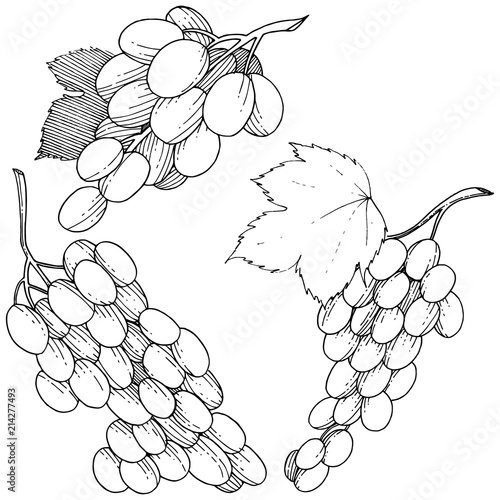 Grape healthy food in a vector style isolated. Full name of the fruit: grape. Vector wild fruit for background, texture, wrapper pattern or menu.