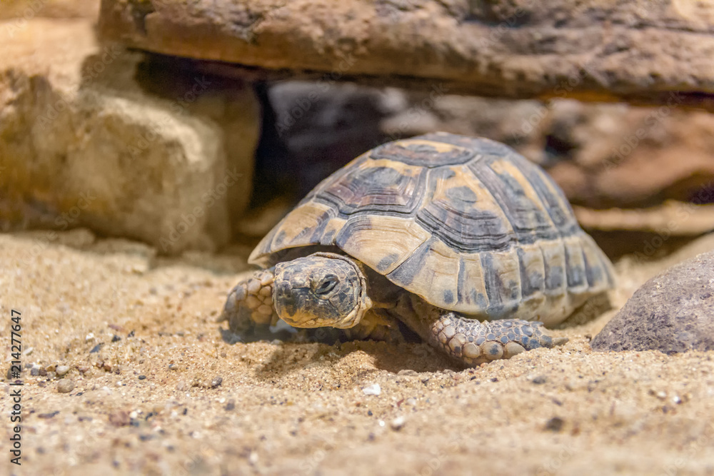 Hermanns tortoise in arid ambiance Hermanns tortoise in arid ambiance