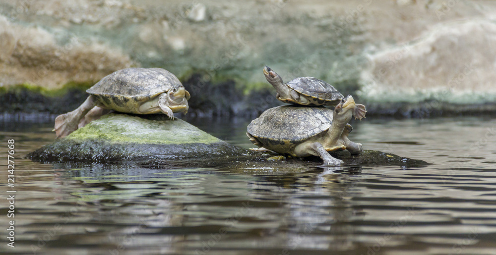 Fototapeta premium turtles in wet ambiance