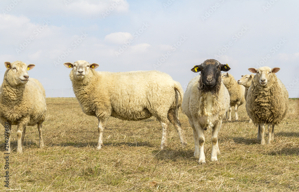 Obraz premium sheep on a meadow