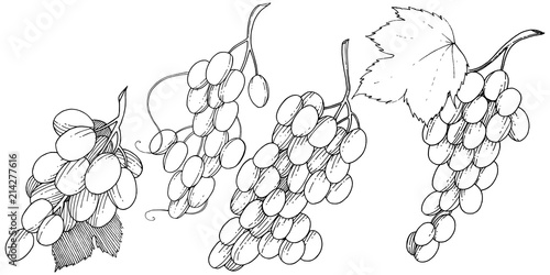 Grape healthy food in a vector style isolated. Full name of the fruit: grape. Vector wild fruit for background, texture, wrapper pattern or menu.