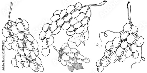 Grape healthy food in a vector style isolated. Full name of the fruit: grape. Vector wild fruit for background, texture, wrapper pattern or menu.