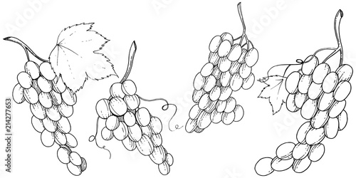 Grape healthy food in a vector style isolated. Full name of the fruit: grape. Vector wild fruit for background, texture, wrapper pattern or menu.