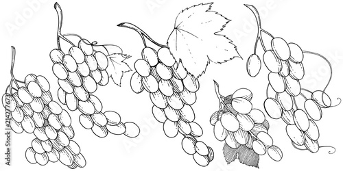 Grape healthy food in a vector style isolated. Full name of the fruit: grape. Vector wild fruit for background, texture, wrapper pattern or menu.