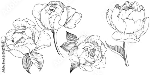 Peony flower in a vector style isolated. Vector flower for background, texture, wrapper pattern, frame or border.