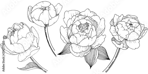 Peony flower in a vector style isolated. Vector flower for background, texture, wrapper pattern, frame or border.