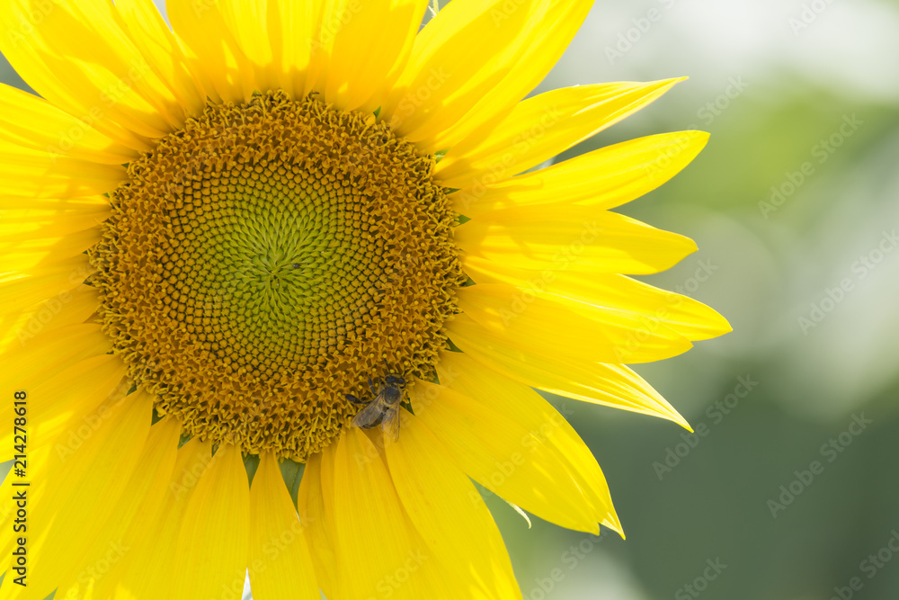 Abeja que se alimenta de las flores de los girasoles mientras poliniza