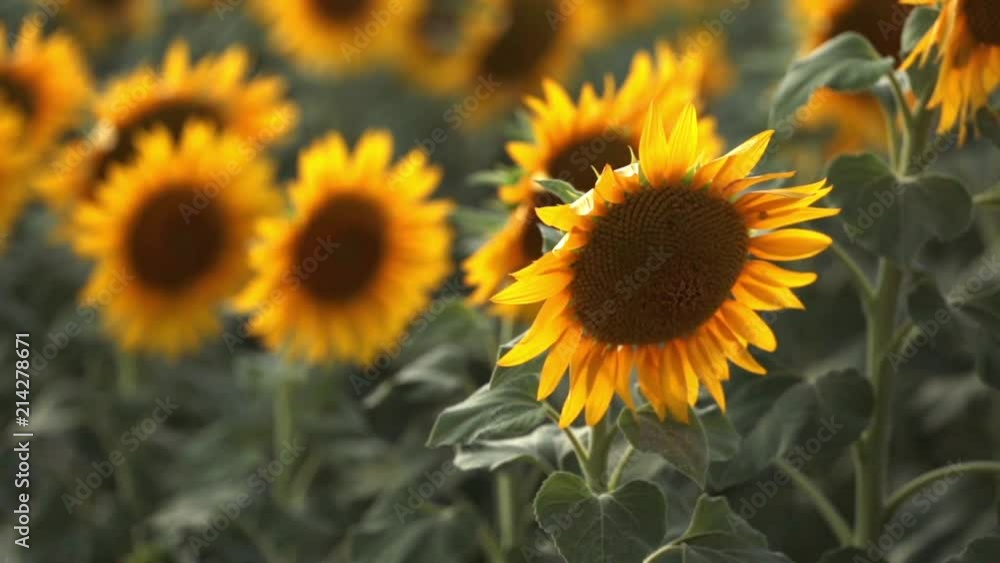 Sunflower field during sunset Sunflower field during sunset