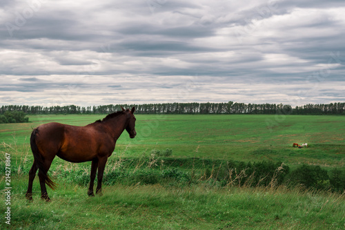 A lonely horse looks into the distance at a group of horses on a green meadow © Руслан Галиуллин