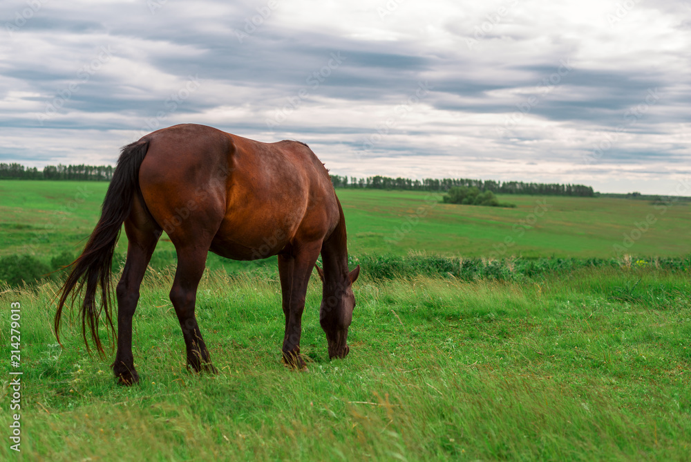 Pregnant brown horse grazing in field