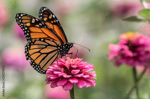 A monarch butterfly rests on top of a zinnia flower in a summer garden © James