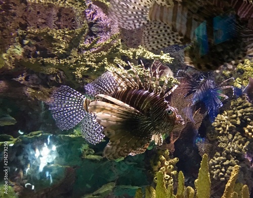 lionfish photo