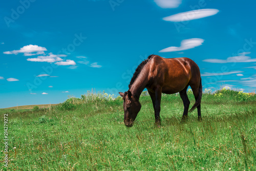 Pregnant brown horse grazing in field © Руслан Галиуллин