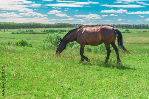 Pregnant brown horse grazing in field © Руслан Галиуллин