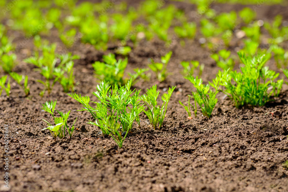Young green shoots, carrot sprouts in the garden Young green shoots, carrot sprouts in the garden