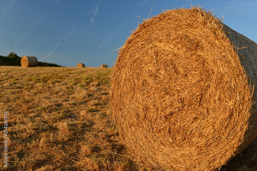 Hay bales, Jersey, U.K.
Summer harvest. Hay bales, Jersey, U.K.
Summer harvest.