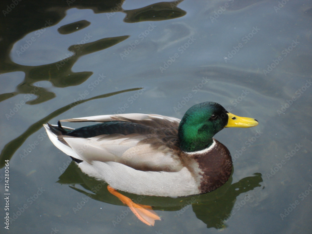Duck Duck