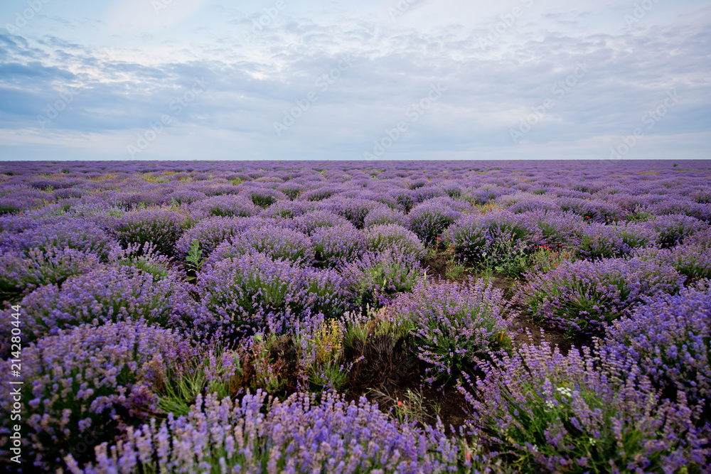 Naklejka premium Sunrise on lavender field.