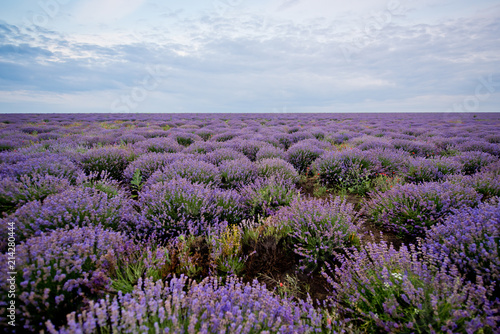 Sunrise on lavender field.