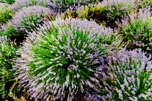 Fototapeta Naklejka Na Ścianę i Meble -  A bush of lavender close-up. Selective focus.