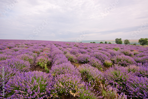 Sunrise on lavender field.