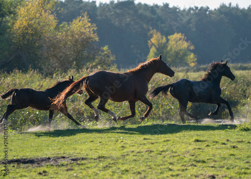 horses