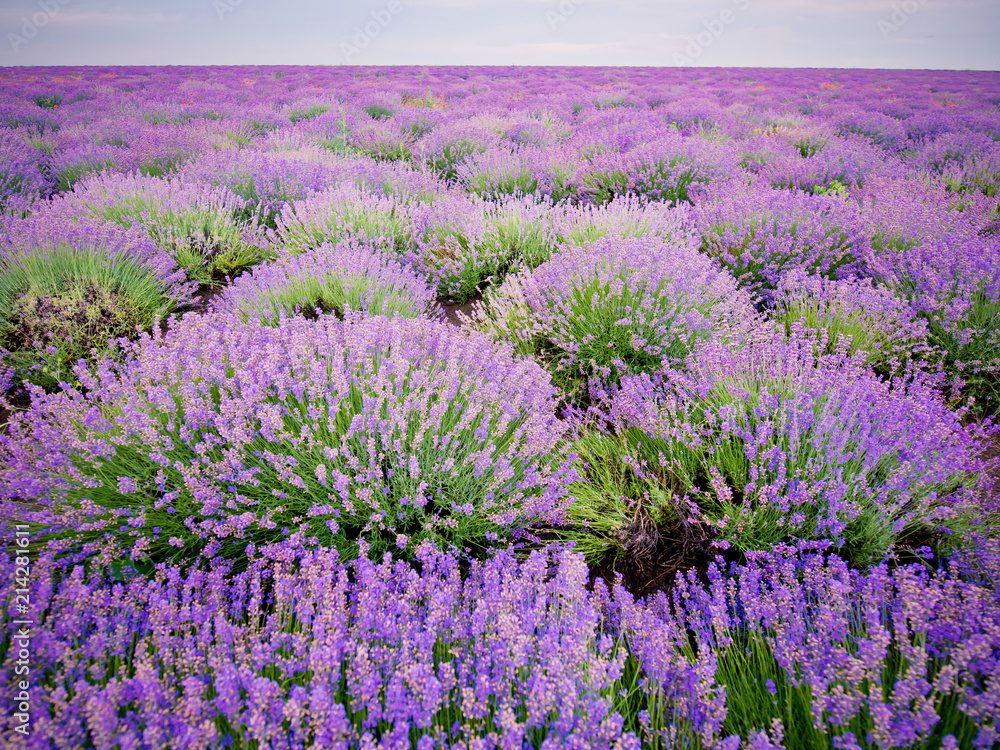Beautiful lavender field on summer day.