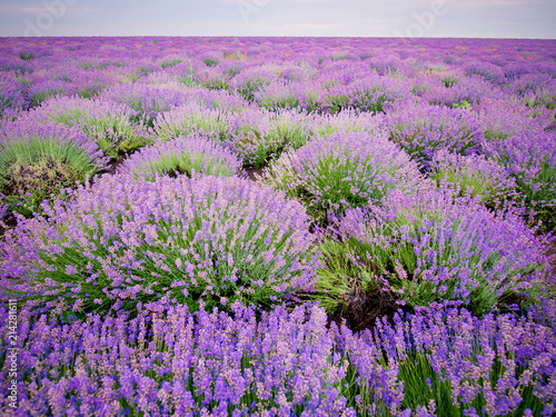 Beautiful lavender field on summer day.