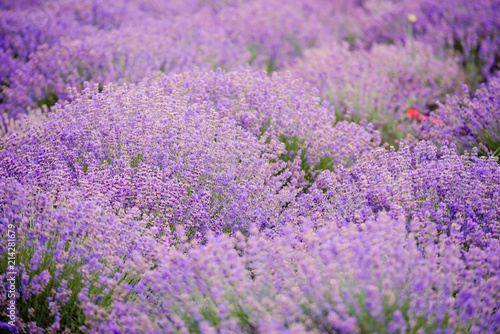 Soft focus flowers  beautiful lavender flowers blooming.