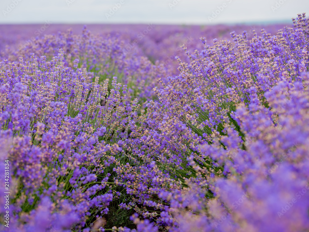 Obraz premium Soft focus flowers, beautiful lavender flowers blooming.