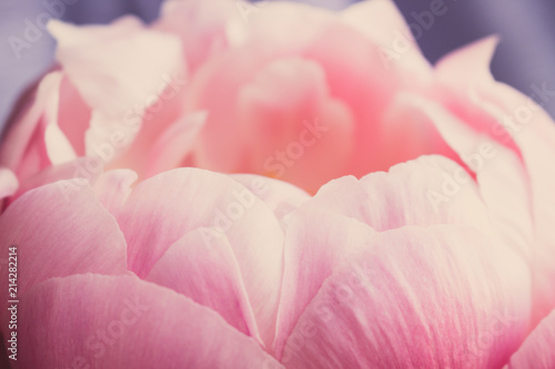 Wallpaper Mural Peony. Blooming pink peony. Closeup. Torontodigital.ca