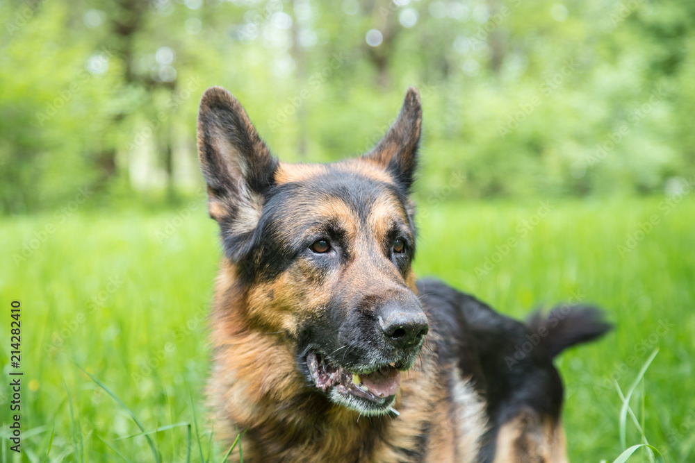 Dog German Shepherd on green grass Dog German Shepherd on green grass