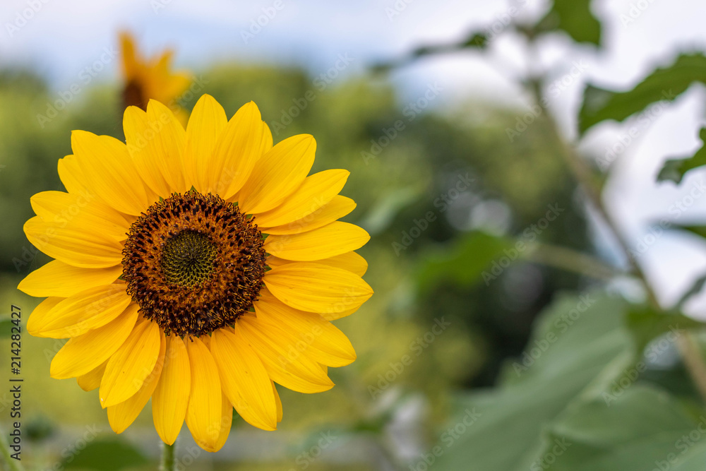 Sun flower close up Sun flower close up