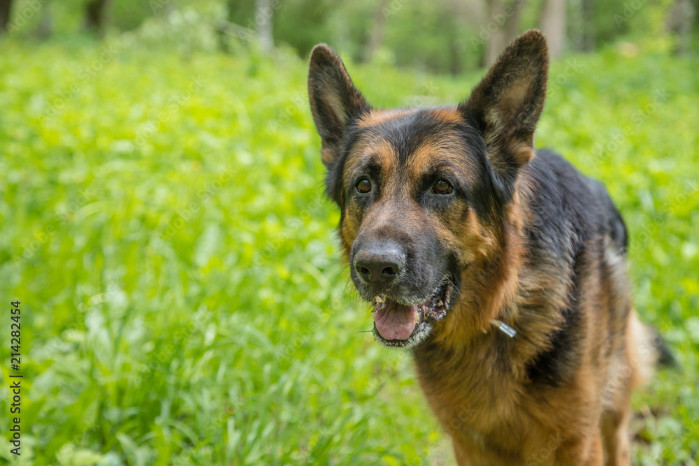 Dog German Shepherd on green grass