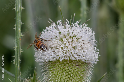 Flower with bee 