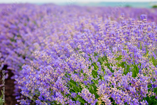 Fototapeta Naklejka Na Ścianę i Meble -  Soft focus flowers, beautiful lavender flowers blooming.
