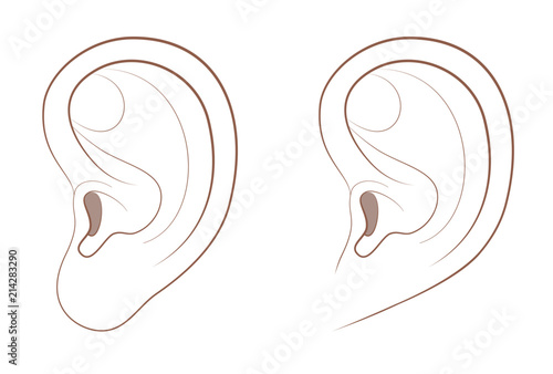 Free earlobe and attached earlobe in comparison. Different appearance of the human ear because of recessive gene frequency. Isolated comic vector illustration on white background.