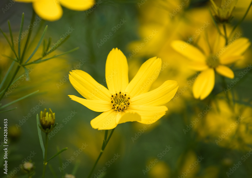 Obraz premium Macro Flower