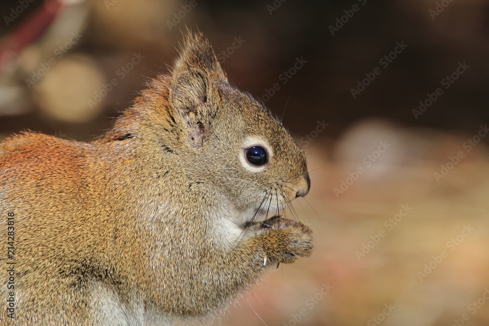 Squirrel profile Squirrel profile